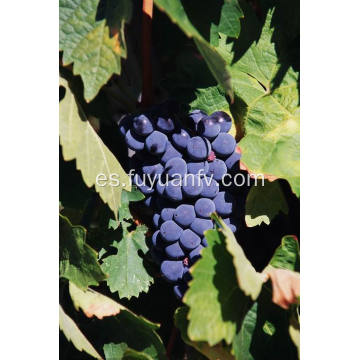 La mejor uva roja fresca de grado de exportación
